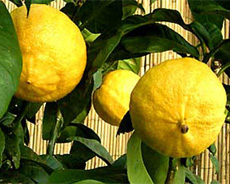 Bergamot