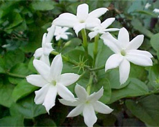 Jasmine