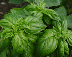 Basil