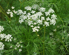 Caraway