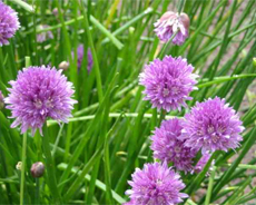 Chives