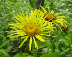 Elecampane