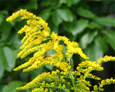 Goldenrod