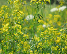 LadysBedstraw