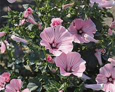 RoseMallow
