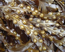 Bladderwrack
