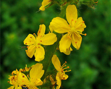 agrimony