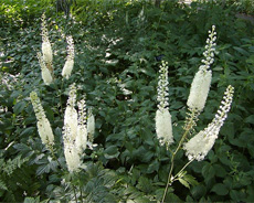 black_cohosh