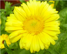 Calendula