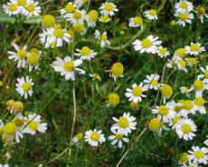 chamomile