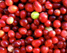 Cranberries